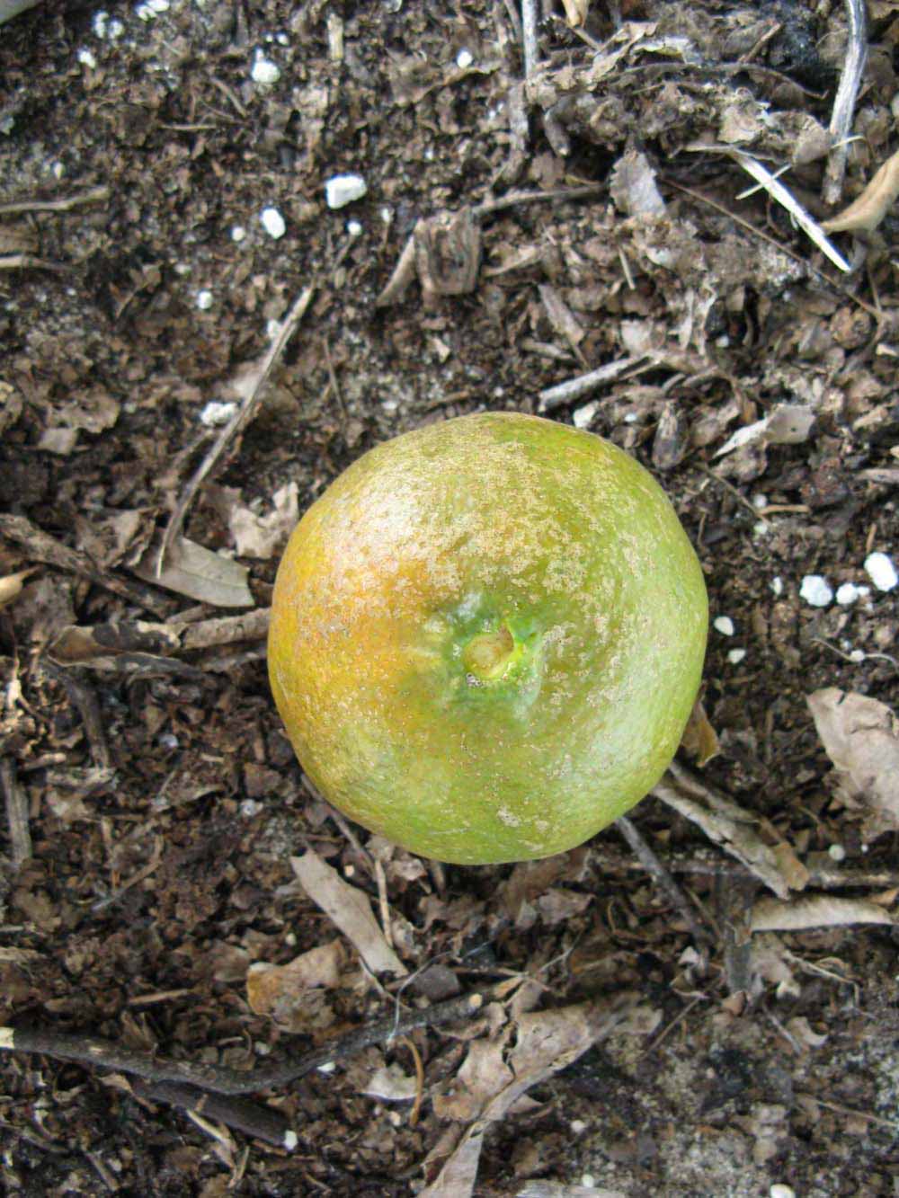              Fruit (Winter Haven, FL)       